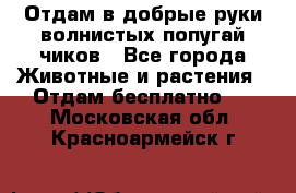 Отдам в добрые руки волнистых попугай.чиков - Все города Животные и растения » Отдам бесплатно   . Московская обл.,Красноармейск г.